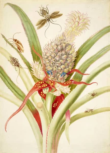 Pineapple With Cockroaches | Oil Painting Reproduction