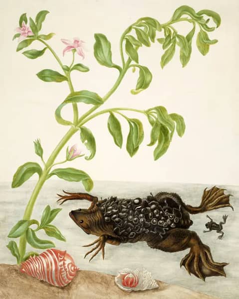 Shoreline Purslane and Suriname Toad | Oil Painting Reproduction