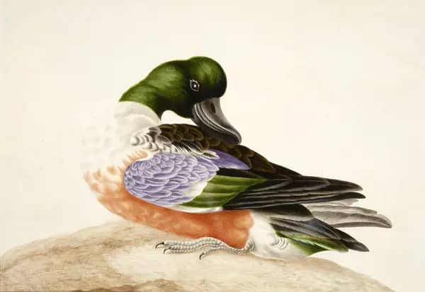 Shoveler Duck by Maria Sibylla Merian | Oil Painting Reproduction