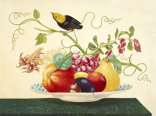 Still Life With Golden Headed Manakin | Oil Painting Reproduction