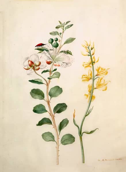 Study of Capers Gorse and a Beetle | Oil Painting Reproduction