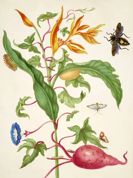 Sweet Potato Plant and Parakeet Flower With a Leaf Footed Bug, Melonworm Moth and Pickleworm Moth | Oil Painting Reproduction