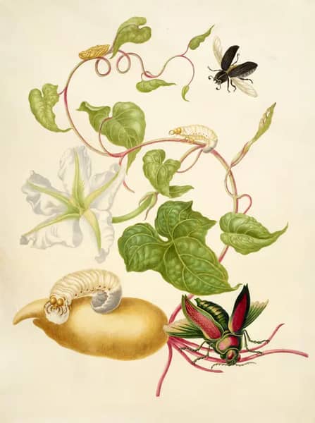 Tropical White Morning Glory With Two Beetles | Oil Painting Reproduction