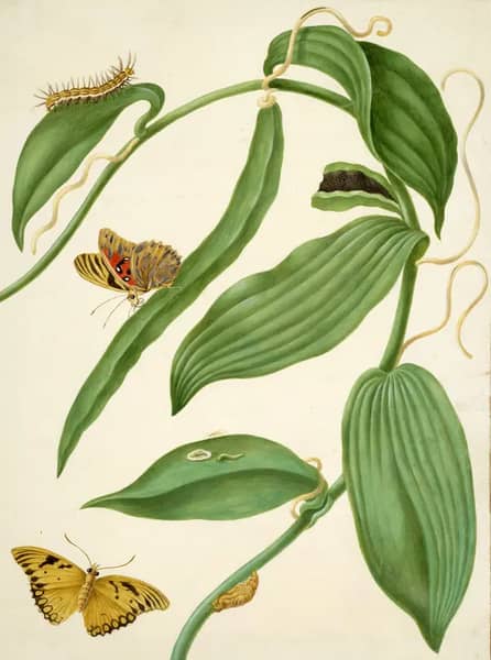 Vanilla With Gulf Fritillary | Oil Painting Reproduction