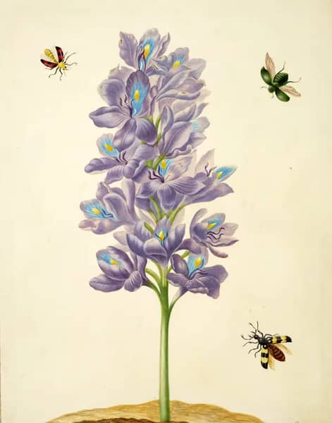 Water Hyacinth by Maria Sibylla Merian | Oil Painting Reproduction