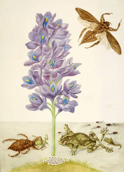 Water Hyacinth With Marbled or Veined Tree Frogs and Giant Water Bugs | Oil Painting Reproduction