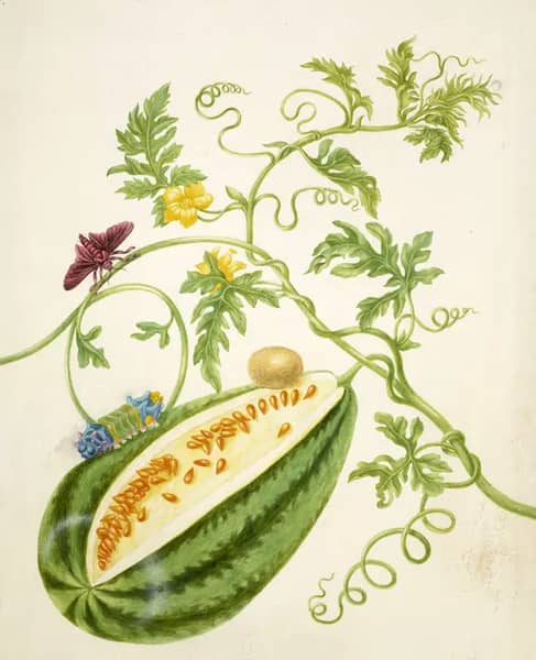 Watermelon Vine With Acharia Moth | Oil Painting Reproduction