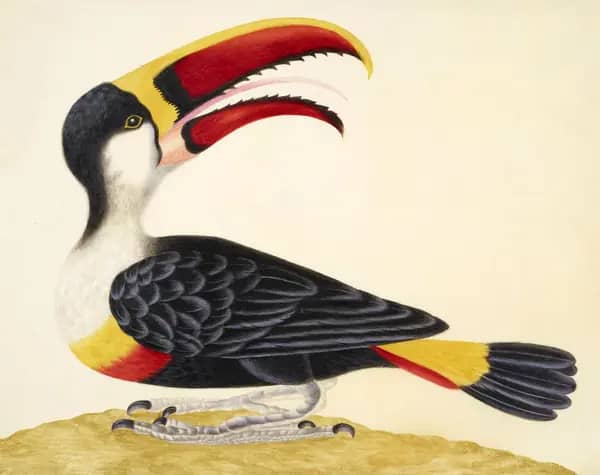 White Throated Toucan by Maria Sibylla Merian | Oil Painting Reproduction