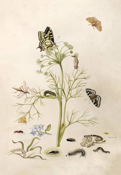 Wild Fennel With Swallowtail Butterfly and Its Caterpillar and Chrysalis | Oil Painting Reproduction