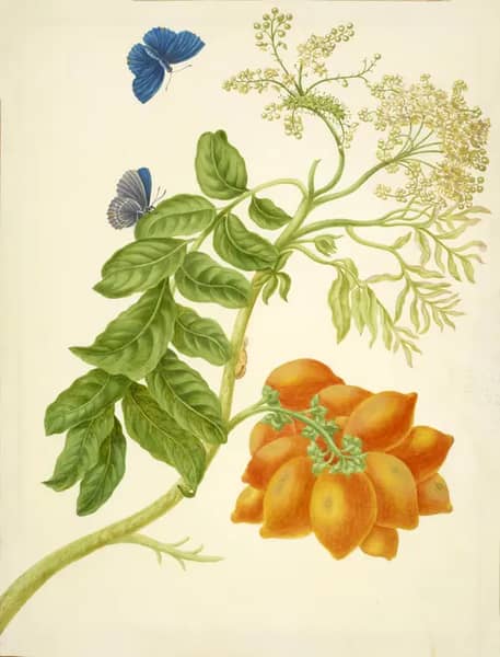 Yellow Mombin With Unidentified Butterfly | Oil Painting Reproduction