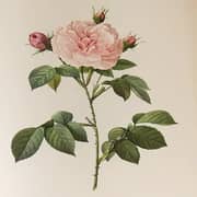 Oil Painting Reproductions of Pierre-Joseph Redoute