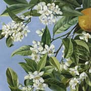 Oil Painting Reproductions of Marianne North