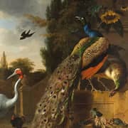 Oil Painting Reproductions of Melchior De Hondecoeter