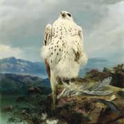 Oil Painting Reproductions of Joseph Wolf