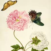 Oil Painting Reproductions of Maria Sibylla Merian